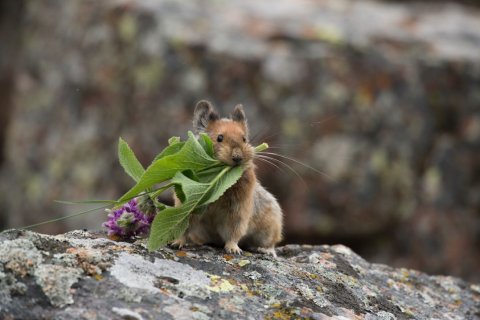 Pfeifhase bei der Mahlzeit, Foto: Peter Romanow