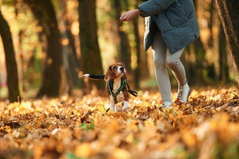 Eine Person in weißen Schuhen, hellgrauer Leggins und dunkelgrauer Jacke läuft über einen blätterbedeckten Herbstwaldboden und neben ihr ein Hund, der den Blick auf den Menschen gerichtet hat. 