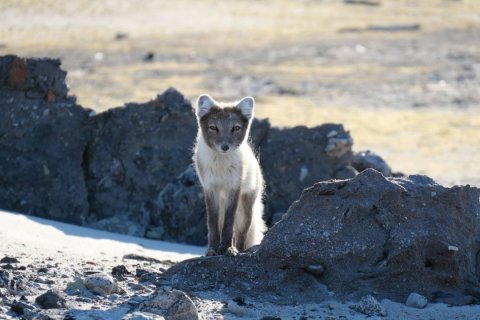 Ein Polarfuchs mit dichter, teils brauner, teils wei&szlig;er Fellf&auml;rbung steht zwischen dunklen Lavasteinen auf sandigem Boden. Er blickt mit wachsamen, fast mandelf&ouml;rmigen Augen direkt in die Kamera. Der Hintergrund ist unscharf, in ocker-grauen T&ouml;nen gehalten, wodurch der Fuchs deutlich hervorsticht.