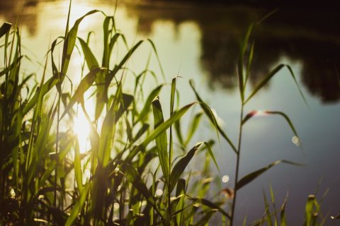 Schilf vor einer Wasseroberfläche, auf welche das Licht der Abendsonne fällt, das auch durch die Gräser hindurch scheint. 