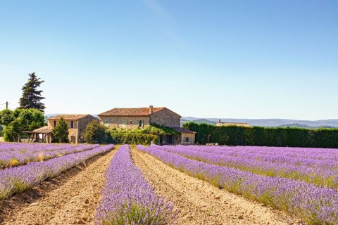 Ein weiter Blick auf ein provenzalisches Landhaus mit rotbraunem Ziegeldach, umgeben von satten, violett blühenden Lavendelfeldern. Die Reihen der Pflanzen ziehen sich symmetrisch bis zum Haus, während im Hintergrund dunkle Zypressen und sanfte Hügel die Szene einrahmen. Links am Haus stehen grüne Bäume, die Schatten spenden, darüber wölbt sich ein strahlend blauer Sommerhimmel.