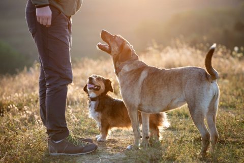 Zwei Hunde blicken zu einem Menschen auf, von dem nur Beine, Hände und unterer Oberkörper zu sehen sind. Im Hintergrund fällt Sonnenlicht auf trockenes hohes Gras. 