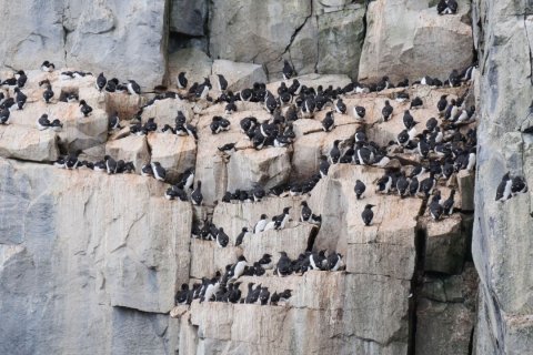 Dutzende schwarz-wei&szlig;e Seev&ouml;gel, vermutlich Trottellummen, sitzen dicht gedr&auml;ngt auf schmalen, terrassenartigen Felsvorspr&uuml;ngen einer steilen Klippe. Die hellgrauen und br&auml;unlichen Felsen kontrastieren mit dem dunklen Gefieder der V&ouml;gel. Die Kolonie wirkt belebt und laut, auch wenn das Bild stumm ist.