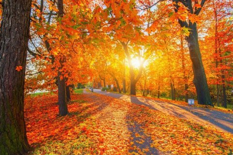 Foto: sun ok / shutterstock